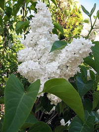 20 WHITE TREE LILAC Hummingbird Flower Fragrant Peking Syringa Pekinensis Seeds