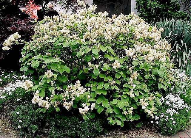 20 WHITE TREE LILAC Hummingbird Flower Fragrant Peking Syringa Pekinensis Seeds