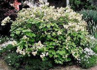 20 WHITE TREE LILAC Hummingbird Flower Fragrant Peking Syringa Pekinensis Seeds