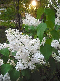 20 WHITE TREE LILAC Hummingbird Flower Fragrant Peking Syringa Pekinensis Seeds