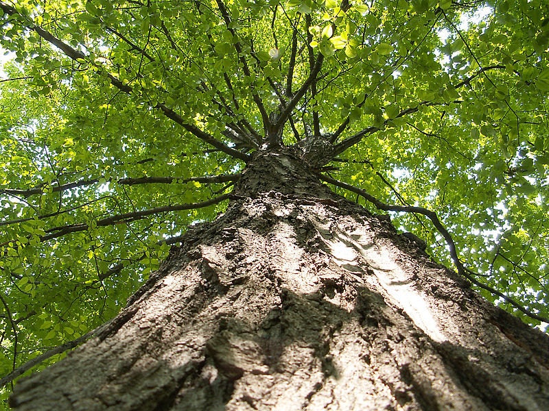 25 SUGAR MAPLE Syrup TREE Native Rock Fall Color Acer Saccharum Seeds