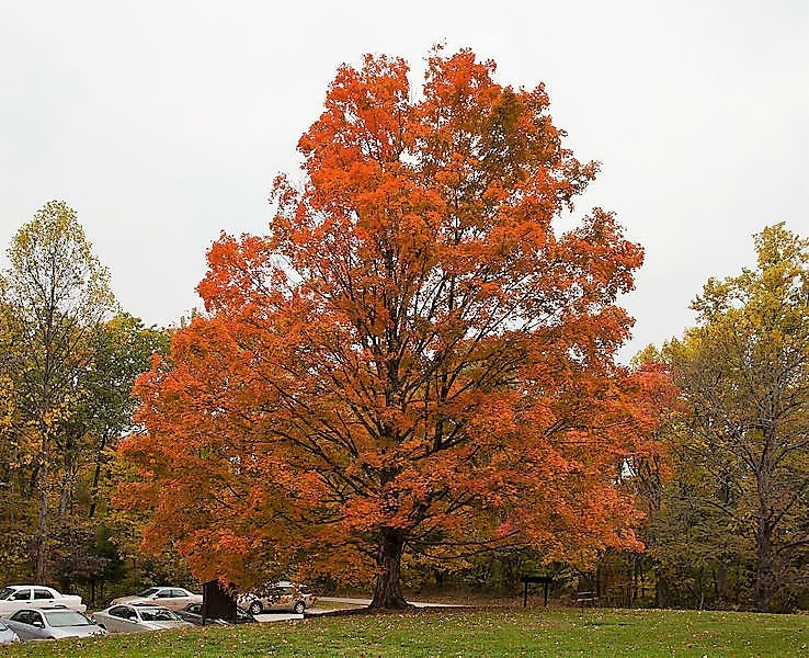 25 SUGAR MAPLE Syrup TREE Native Rock Fall Color Acer Saccharum Seeds
