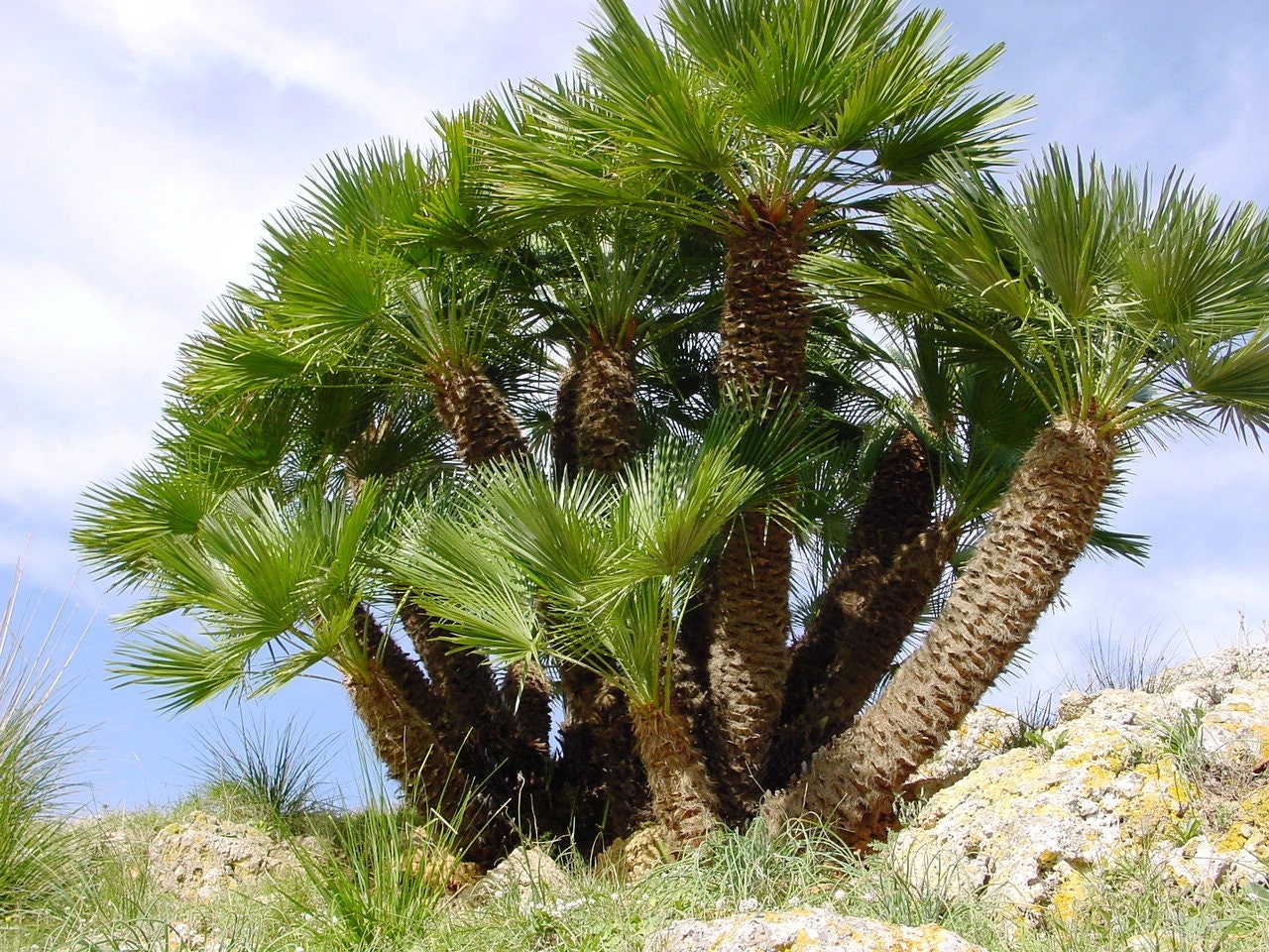 5 MEDITERRANEAN FAN PALM European Dwarf Tree Shrub Chamaerops Humilis Seeds