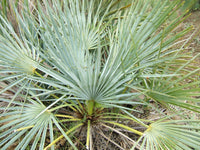 5 MEDITERRANEAN FAN PALM European Dwarf Tree Shrub Chamaerops Humilis Seeds