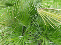 5 MEDITERRANEAN FAN PALM European Dwarf Tree Shrub Chamaerops Humilis Seeds
