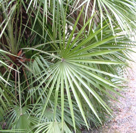 5 MEDITERRANEAN FAN PALM European Dwarf Tree Shrub Chamaerops Humilis Seeds