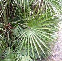 5 MEDITERRANEAN FAN PALM European Dwarf Tree Shrub Chamaerops Humilis Seeds