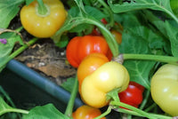 25 ALMA PAPRIKA PEPPER White Orange Red Hungarian Cherry Capsicum Annuum Seeds