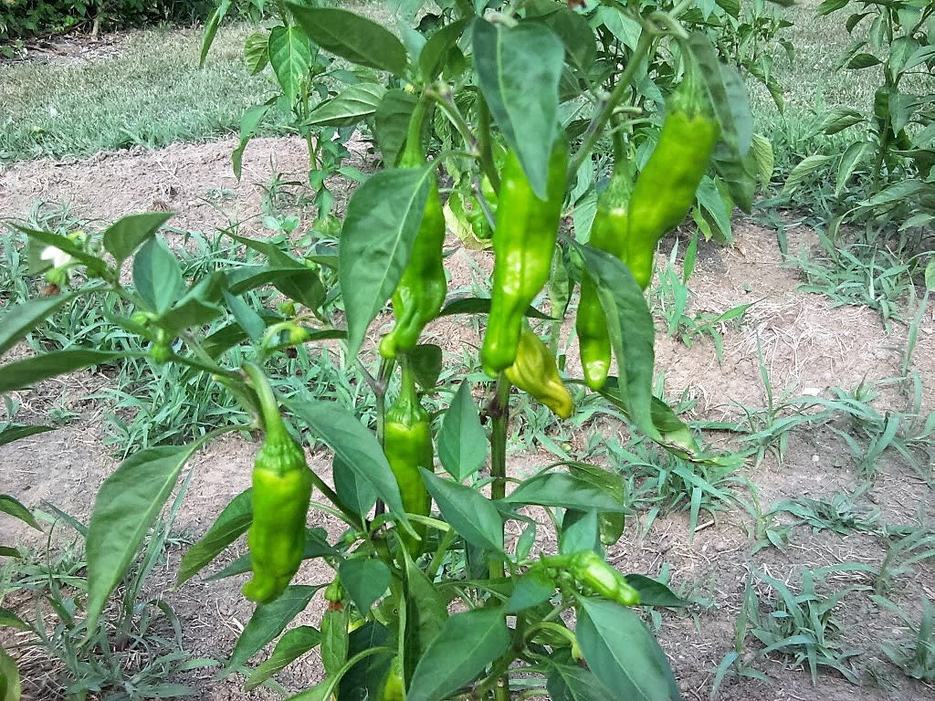 50 GREEK GOLDEN PEPPER Pepperoncini Gold Yellow Capsicum Annuum Vegetable Seeds