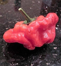 40 Red JAMAICAN HOT PEPPER Capsicum Annuum Scotch Bonnet Vegetable Seeds