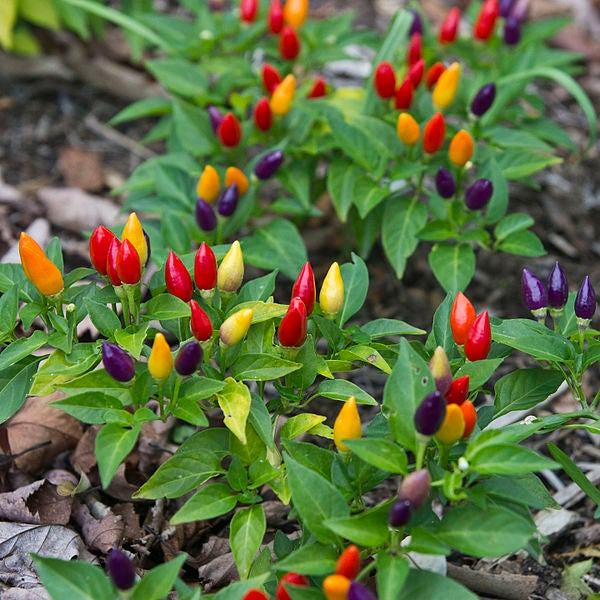25 BOLIVIAN RAINBOW PEPPER Multi Colored Chili Capsicum Annuum Vegetable Seeds