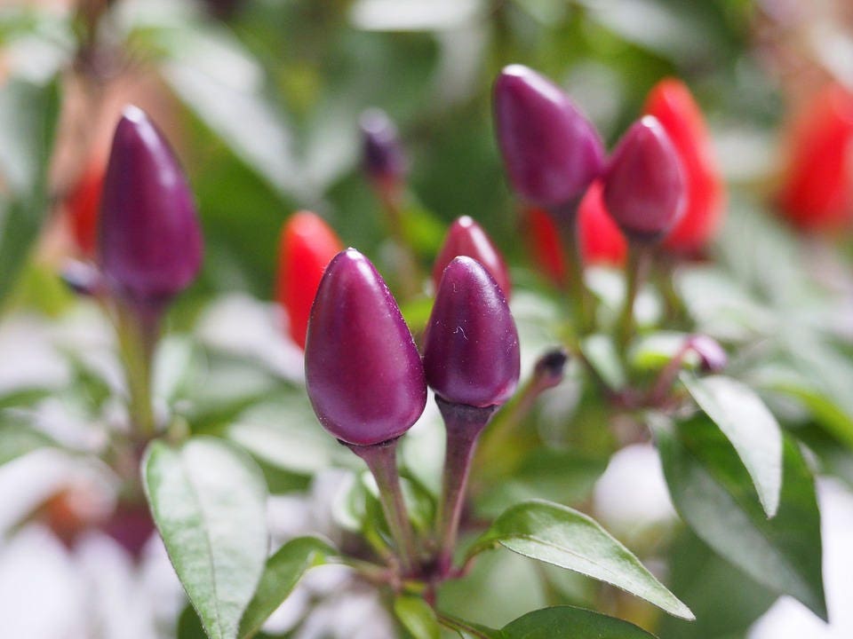 25 BOLIVIAN RAINBOW PEPPER Multi Colored Chili Capsicum Annuum Vegetable Seeds