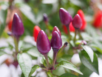 25 BOLIVIAN RAINBOW PEPPER Multi Colored Chili Capsicum Annuum Vegetable Seeds