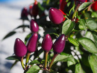 25 BOLIVIAN RAINBOW PEPPER Multi Colored Chili Capsicum Annuum Vegetable Seeds