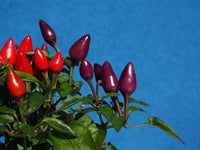 25 BOLIVIAN RAINBOW PEPPER Multi Colored Chili Capsicum Annuum Vegetable Seeds