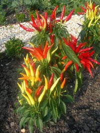 25 BOLIVIAN RAINBOW PEPPER Multi Colored Chili Capsicum Annuum Vegetable Seeds
