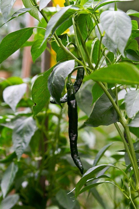 50 PASILLA BAJIO PEPPER Mexican Chile Negro Capsicum Annuum Vegetable Seeds