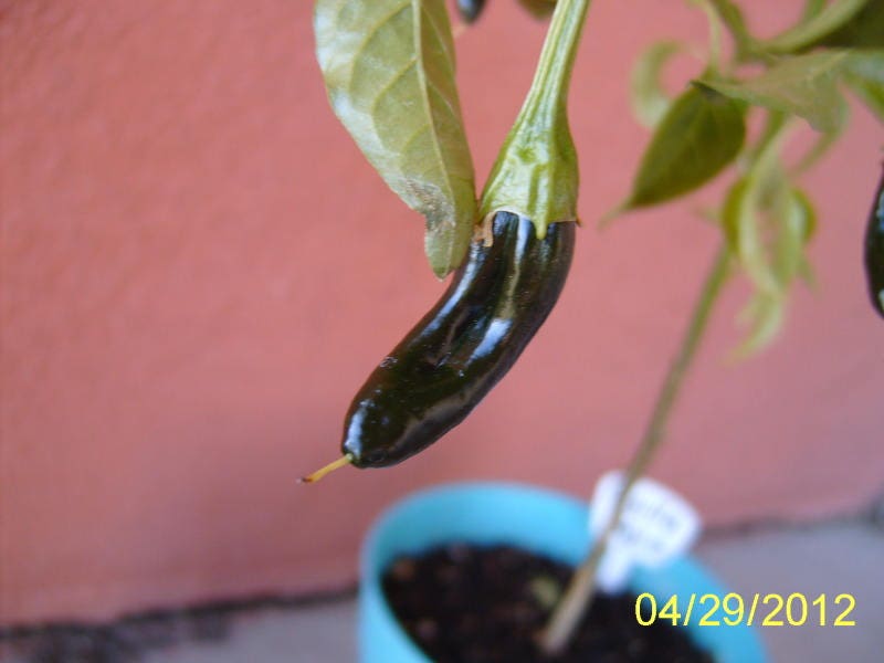50 PASILLA BAJIO PEPPER Mexican Chile Negro Capsicum Annuum Vegetable Seeds