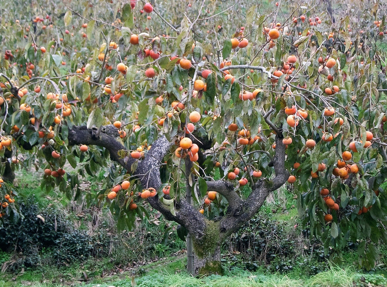 5 JAPANESE PERSIMMON Tree Asian Diospyros Kaki Orange Red Fruit Flower Seeds