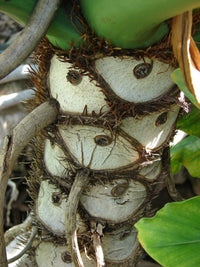 15 Lacy TREE PHILODENDRON Split Leaf Cut-leaf Selloum House Plant Seeds