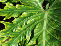 15 Lacy TREE PHILODENDRON Split Leaf Cut-leaf Selloum House Plant Seeds