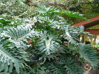 15 Lacy TREE PHILODENDRON Split Leaf Cut-leaf Selloum House Plant Seeds