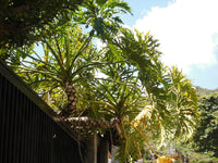 15 Lacy TREE PHILODENDRON Split Leaf Cut-leaf Selloum House Plant Seeds