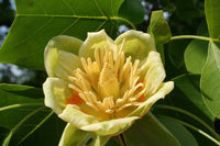 15 TULIP POPLAR TREE Yellow Flower Liriodendron Tulipifera Whitewood Seeds