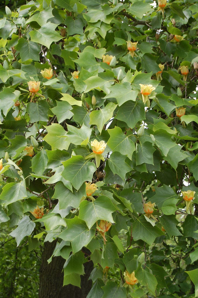 15 TULIP POPLAR TREE Yellow Flower Liriodendron Tulipifera Whitewood Seeds