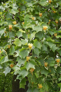 15 TULIP POPLAR TREE Yellow Flower Liriodendron Tulipifera Whitewood Seeds