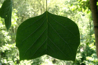 15 TULIP POPLAR TREE Yellow Flower Liriodendron Tulipifera Whitewood Seeds