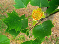 15 TULIP POPLAR TREE Yellow Flower Liriodendron Tulipifera Whitewood Seeds