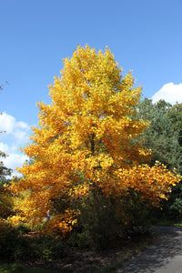 15 TULIP POPLAR TREE Yellow Flower Liriodendron Tulipifera Whitewood Seeds