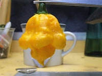 40 Yellow SCOTCH BONNET PEPPER very hot Jamaican Capsicum Annuum Vegetable Seeds