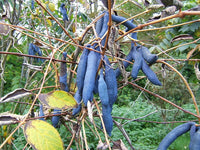 7 BLUE SAUSAGE FRUIT Edible & Ornamental Decaisnea Fargesii Tree Shrub Seeds