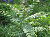 7 BLUE SAUSAGE FRUIT Edible & Ornamental Decaisnea Fargesii Tree Shrub Seeds