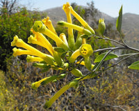 250 TREE TOBACCO Nicotiana Glauca Yellow Trumpet Flower Herb Shrub Seeds