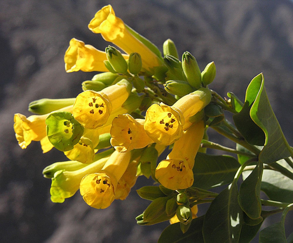 250 TREE TOBACCO Nicotiana Glauca Yellow Trumpet Flower Herb Shrub Seeds