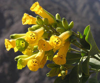 250 TREE TOBACCO Nicotiana Glauca Yellow Trumpet Flower Herb Shrub Seeds