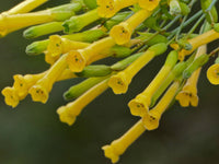250 TREE TOBACCO Nicotiana Glauca Yellow Trumpet Flower Herb Shrub Seeds