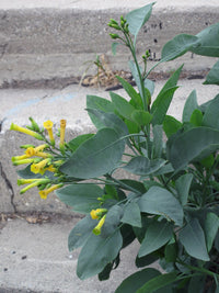250 TREE TOBACCO Nicotiana Glauca Yellow Trumpet Flower Herb Shrub Seeds