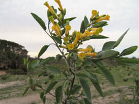 250 TREE TOBACCO Nicotiana Glauca Yellow Trumpet Flower Herb Shrub Seeds
