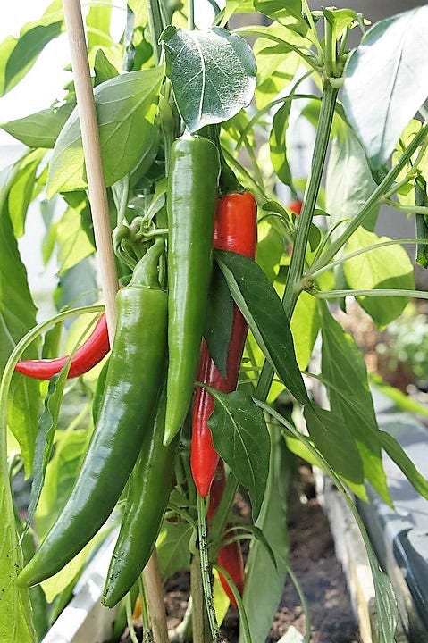 25 Organic KOREAN Dark GREEN PEPPER Lady Han Hot Chili Long Red Capsicum Annuum Seeds