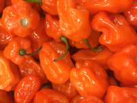50 Mixed HOT HABANERO PEPPER Red Orange White Brown Mix Capsicum Chinense Seeds