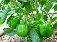 200 BIG GREEN Bell PEPPER Sweet Capsicum Annuum Vegetable Seeds