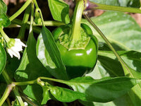 200 BIG GREEN Bell PEPPER Sweet Capsicum Annuum Vegetable Seeds