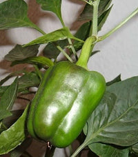 200 BIG GREEN Bell PEPPER Sweet Capsicum Annuum Vegetable Seeds