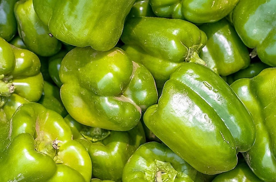 200 BIG GREEN Bell PEPPER Sweet Capsicum Annuum Vegetable Seeds