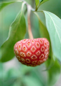 20 HIMALAYAN DOGWOOD / STRAWBERRY Tree Cornus Capitata White & Pink Flower Red Fruit Seeds