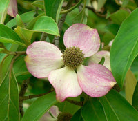 20 HIMALAYAN DOGWOOD / STRAWBERRY Tree Cornus Capitata White & Pink Flower Red Fruit Seeds